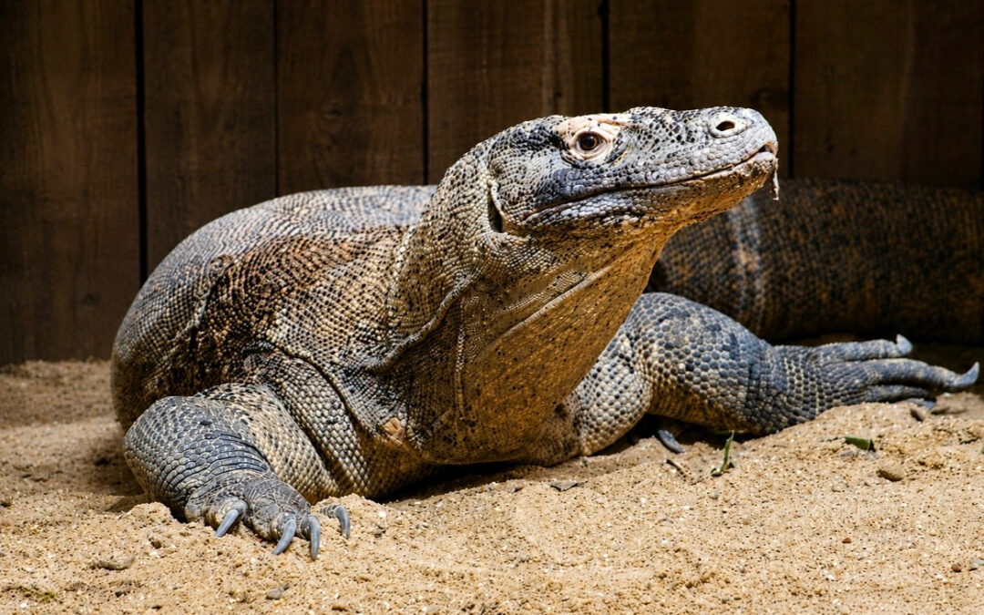 Dragon de Komodo
